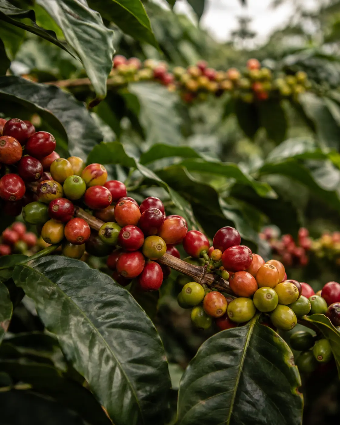 Coffee cherries developing and ripening on the tree