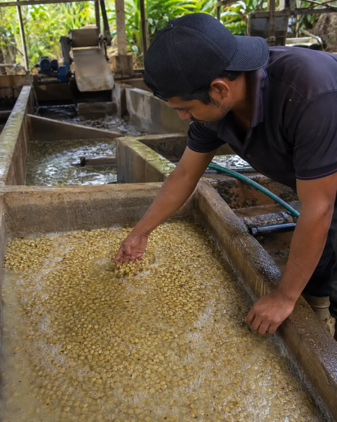 Coffee fermentation and process control