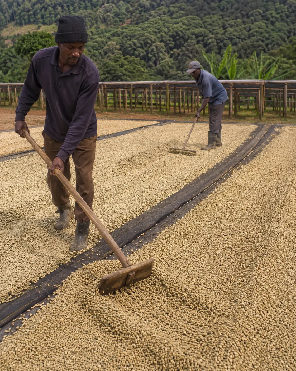 Controlled drying of processed coffee